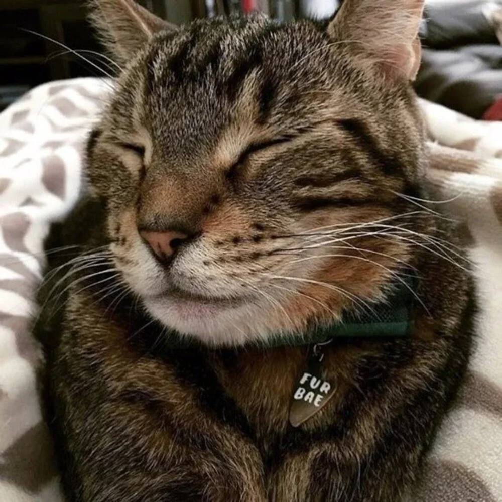 Hello Harriet Cat keychain and 'Fur Bae' Collar Tag